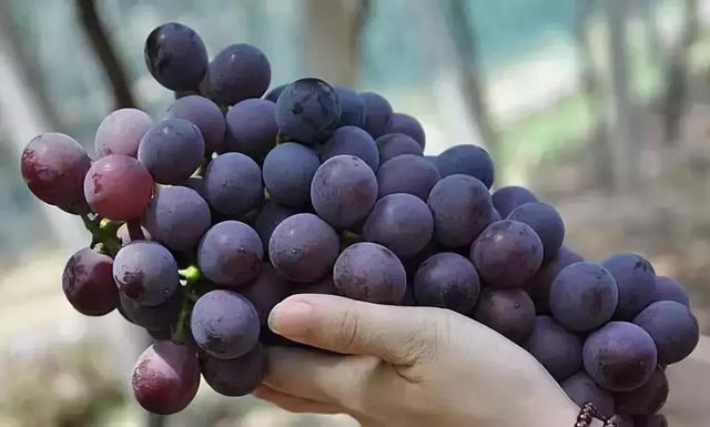 喝葡萄酒比吃葡萄更保健养生