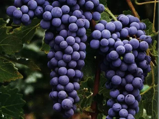 喝葡萄酒比吃葡萄更保健养生