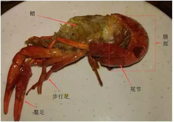 小龙虾：我后悔侵入中国了！吃货问：它吃下去的重金属究竟去了哪里？